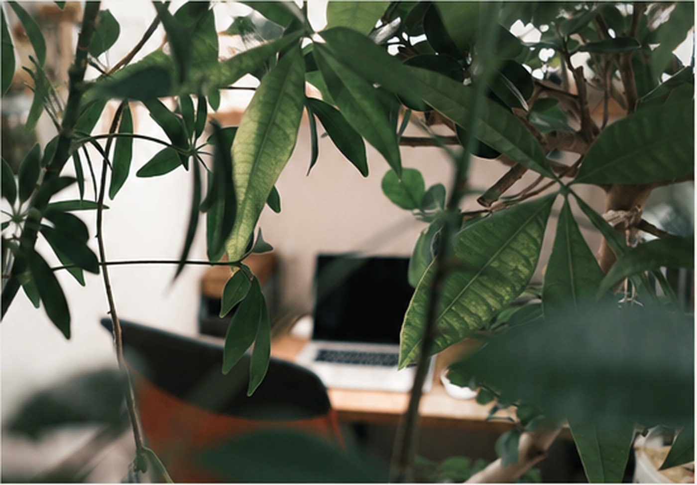 植物に囲まれたCUES CREATIVEのワークスペース